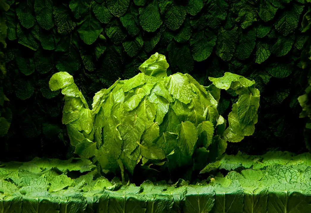 Teekanne aus grünen Teeblättern - symbolisches Stillleben - Vorschau Foodgalerie.