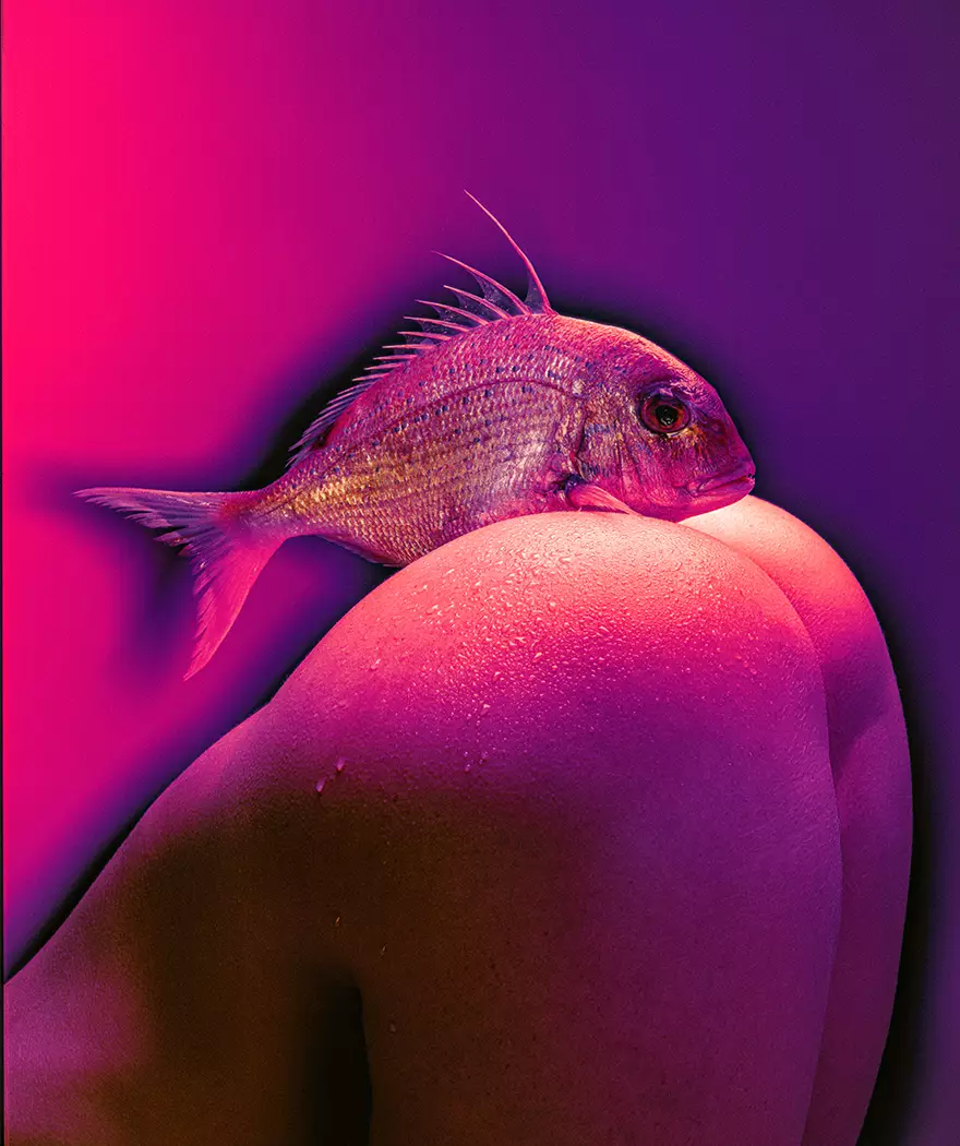 Künstlerisches Motiv in Lila/Rottönen: Blaufleckenbrasse auf nacktem Po - Vorschau Galerie Sonstiges.